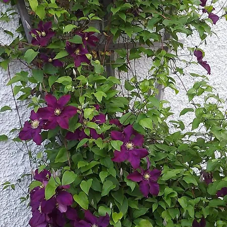 Murtalhof Niederdorf (Leoben)